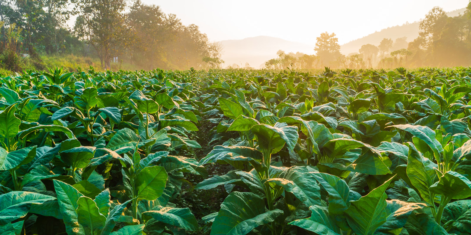 tobacco plants