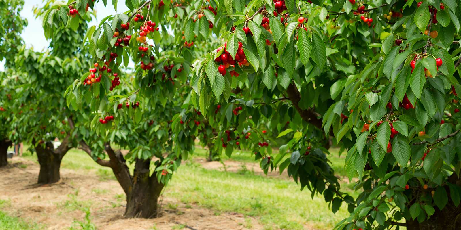 Cherry orchard with ripe red cherries hanging from lush green trees in a sunny summer landscape.